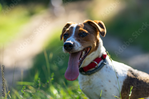 dog Happy active jack russel pet puppy running in the grass in summer, web banner with copy space forest © Nikodem
