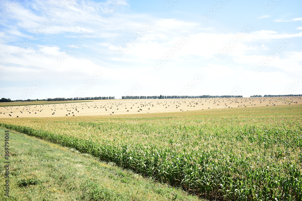 Fototapeta premium straw in large bales lies on the field