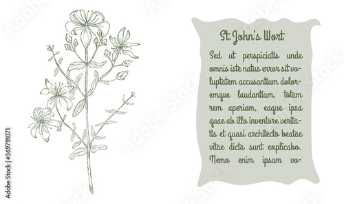 Banner with Colored Bush of St Johns wort