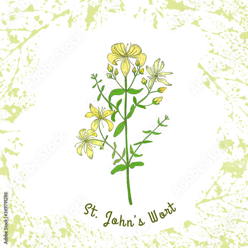 Perforate St Johns-wort on the Textured Substrate