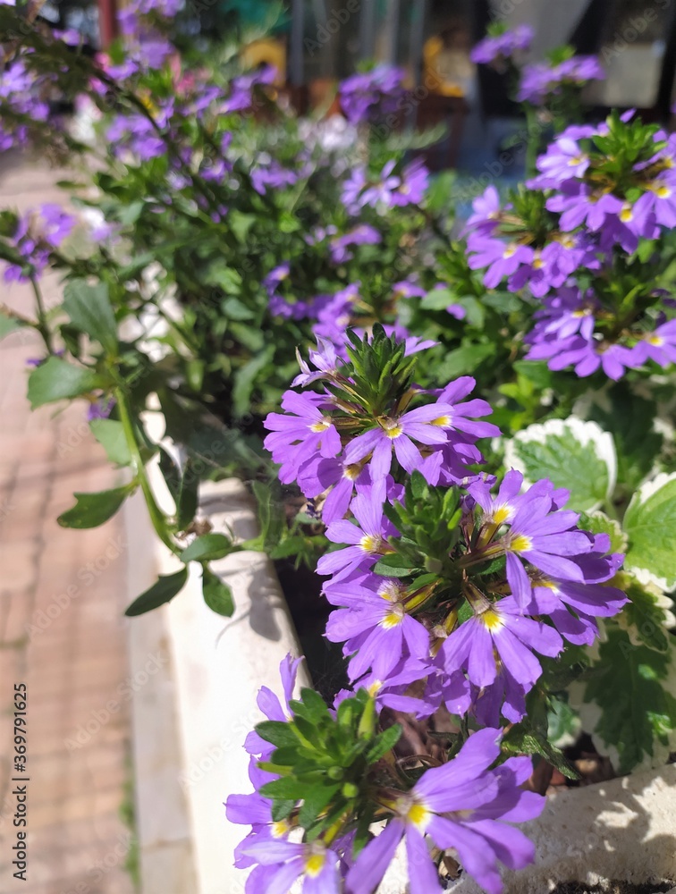 Scaevola aemula plant with purple violet flowers growing in the garden outdoors. Natural background. Scaevola aemula plant with purple violet flowers growing in the garden outdoors. Natural background.