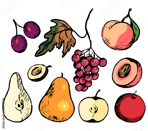 Autumn fruits doodles set. Simple vector hand drawn illustrations. Collection of realistic drawings isolated on white background. Colored ink sketches for design  print  card  decor  poster  stickers.