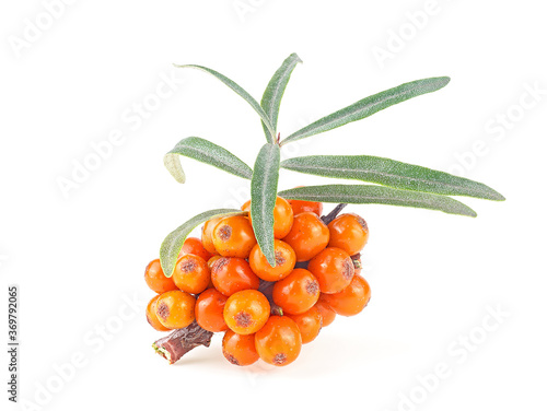 Sea buckthorn. Fresh ripe berries with leaves isolated on a white background.