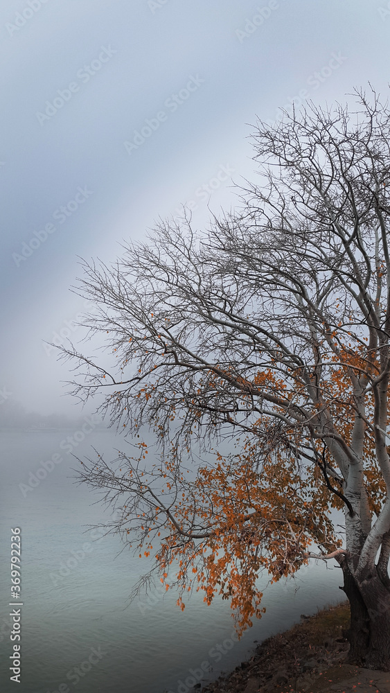 Fototapeta premium Fire Tree