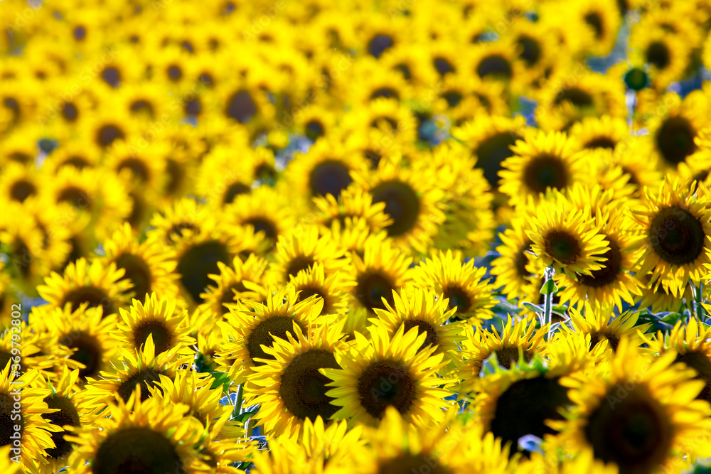 Large field of blooming sunflowers in sunlight. Agronomy, agriculture and botany. Large field of blooming sunflowers in sunlight. Agronomy, agriculture and botany.