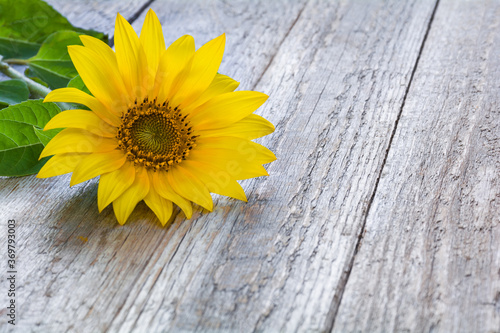 Beautiful yellow sunflower flower on a wooden table