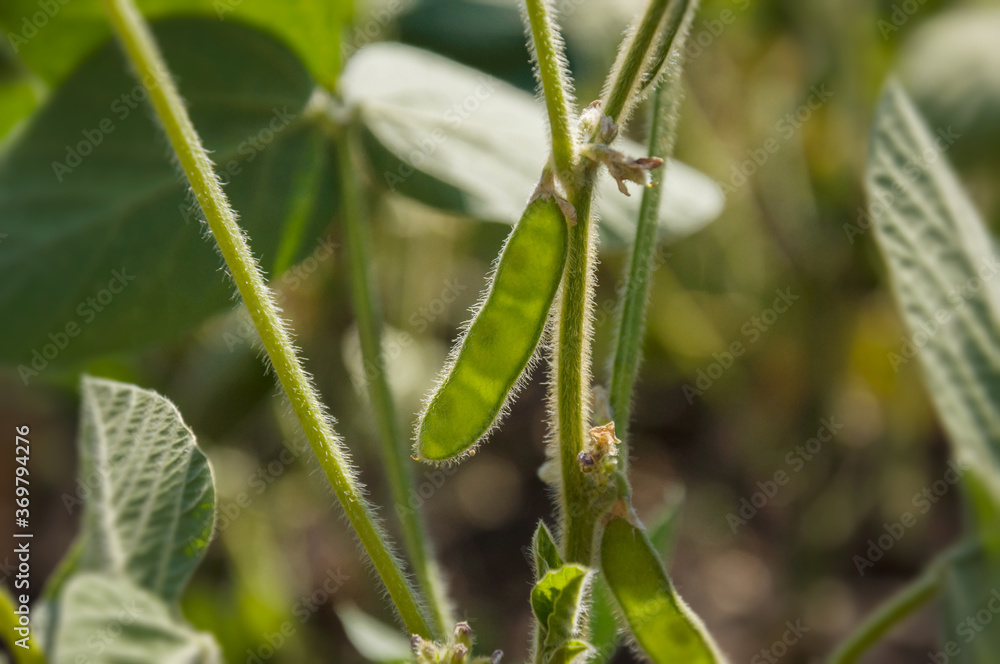 Young soybean pod on a stalk against the light. Agricultural soy plant. Selective focus. Young soybean pod on a stalk against the light. Agricultural soy plant. Selective focus.