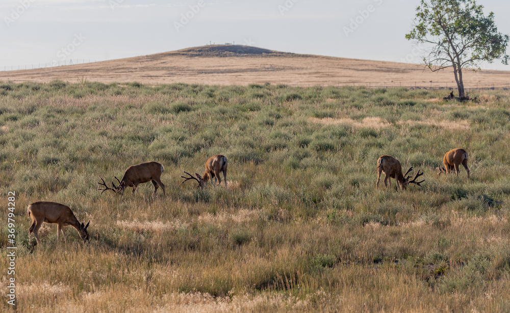 Mule Deer Bucks in Summer in Colorado Mule Deer Bucks in Summer in Colorado