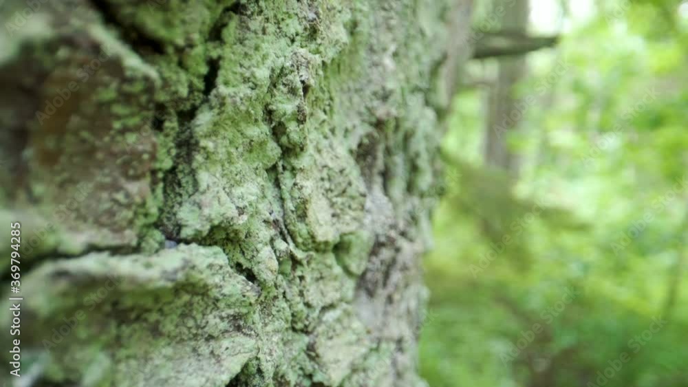 The skin of the birch tree as seen on a closer look The skin of the birch tree as seen on a closer look