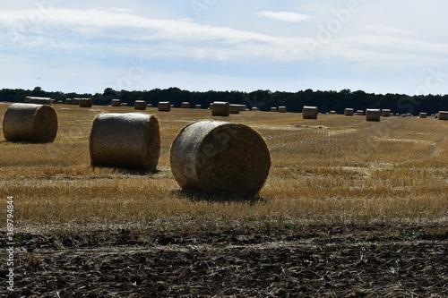 straw in large bales lies on the field