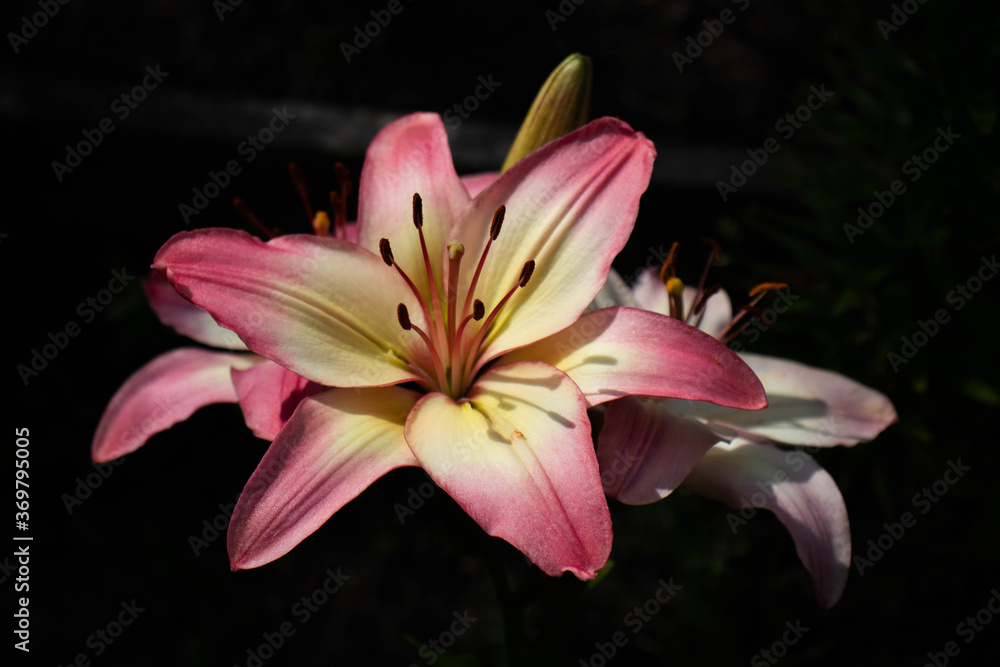 pink lily on black background pink lily on black background