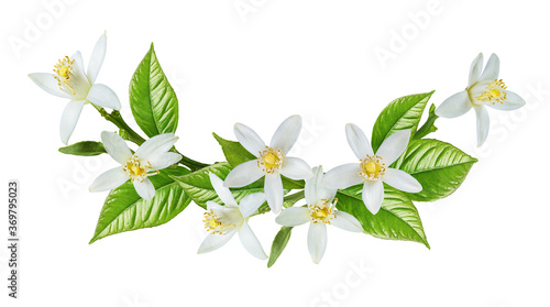 Blossoming branch of lemon tree isolated on white background
