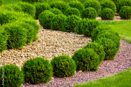 Landscaping of a backyard garden with wave ornamental growth cypress bushes by yellow stone mulch way on a day summer park details, nobody.