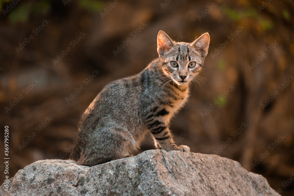 Obraz premium stray cat forest nature environment