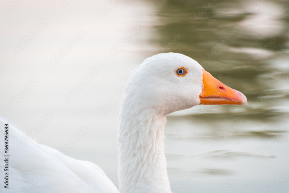 white goose portrait looking at camera