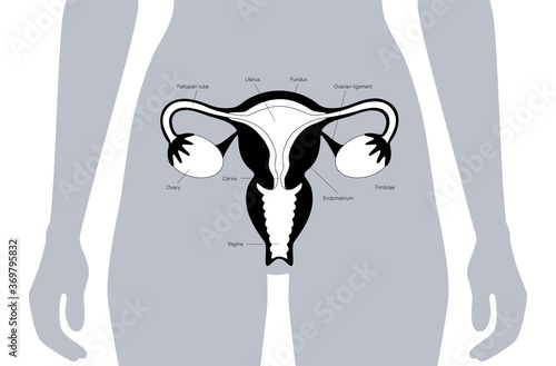 Reproductive system concept
