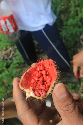 A fruit called achiote that has red seeds which give of a natural red paint photo