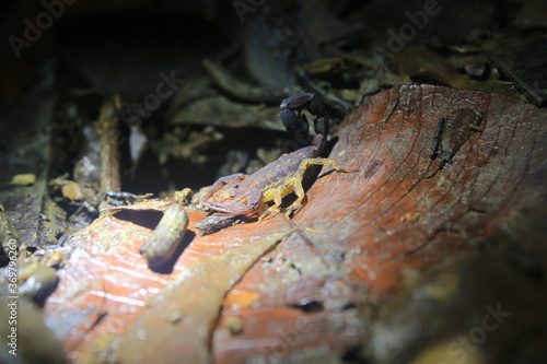 A dangerous brown and yellow scorpion with a black tail that is curled up sitting on the end of a brown leaf