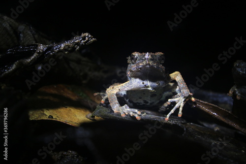 Frontview of a Peter s dwarf frog  Engystomops petersi  a dark brown frog or toad with orange dots and a white belly looking angry at the camera