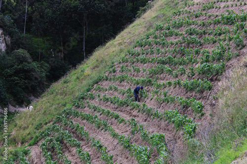 A farmer weeding his mais field that is located on a very steep hill in the Andes of Ecuador, South America