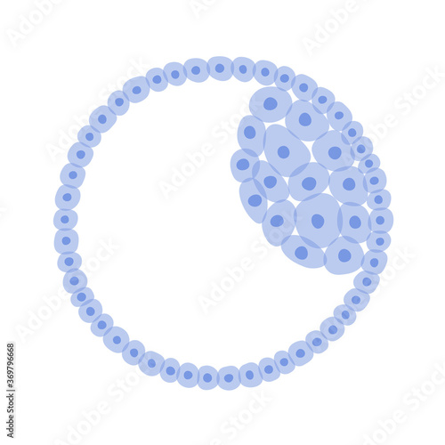 Reproductive system concept