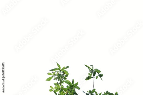 Young tropical plant with leaves  branches on white isolated background for green foliage backdrop and copy space 
