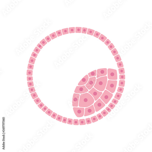 Human fertility concept