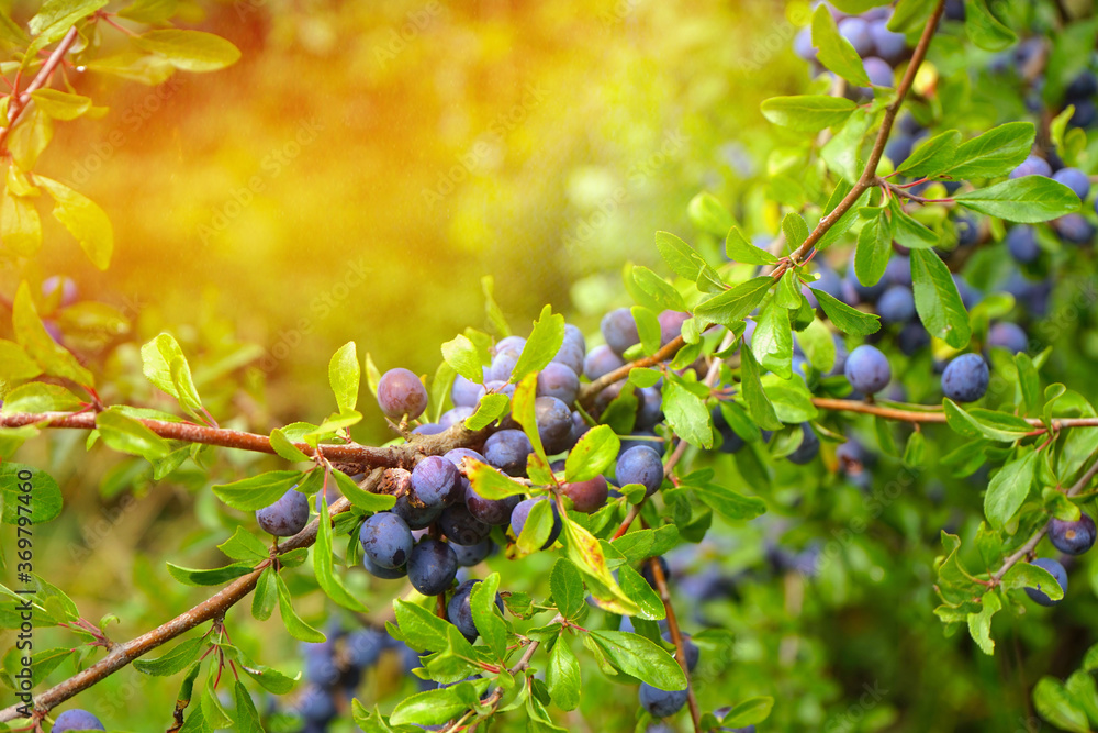 Steinobst-Früchte des Schlendern im Sonnenlicht am Abend Steinobst-Früchte des Schlendern im Sonnenlicht am Abend