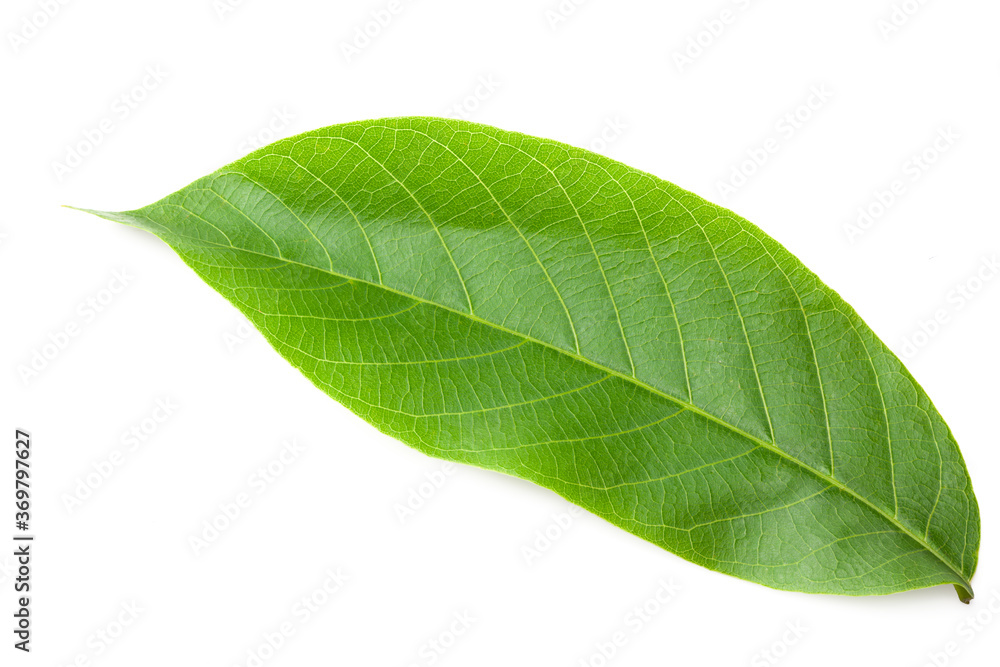 Fototapeta premium citrus leaves isolated on a white background