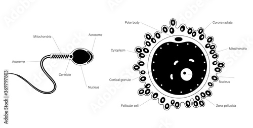 Reproductive system concept