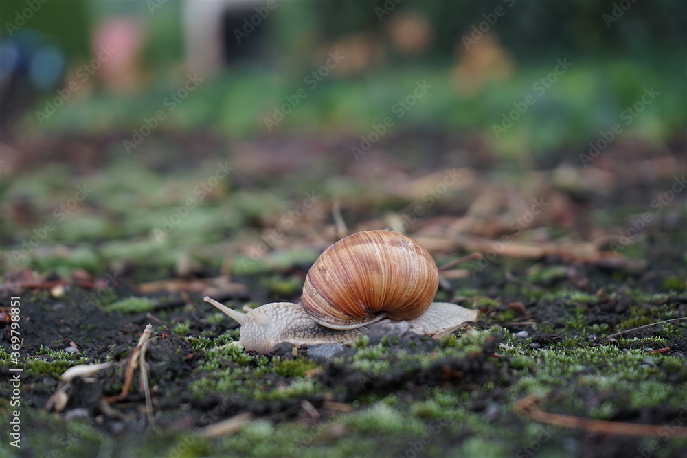 Kriechende Weinbergschnecke (Helix promatia) Kriechende Weinbergschnecke (Helix promatia)