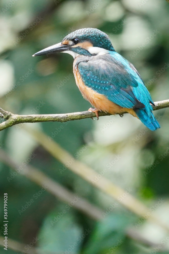 kingfisher in field