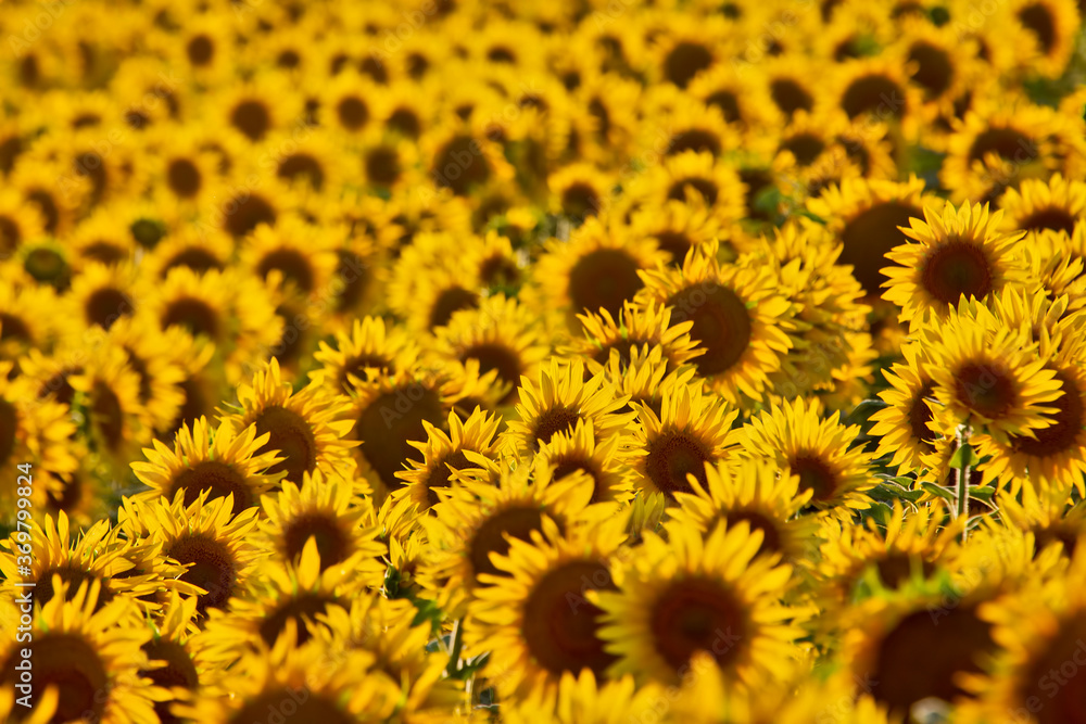 Large field of blooming sunflowers in sunlight. Agronomy, agriculture and botany. Large field of blooming sunflowers in sunlight. Agronomy, agriculture and botany.