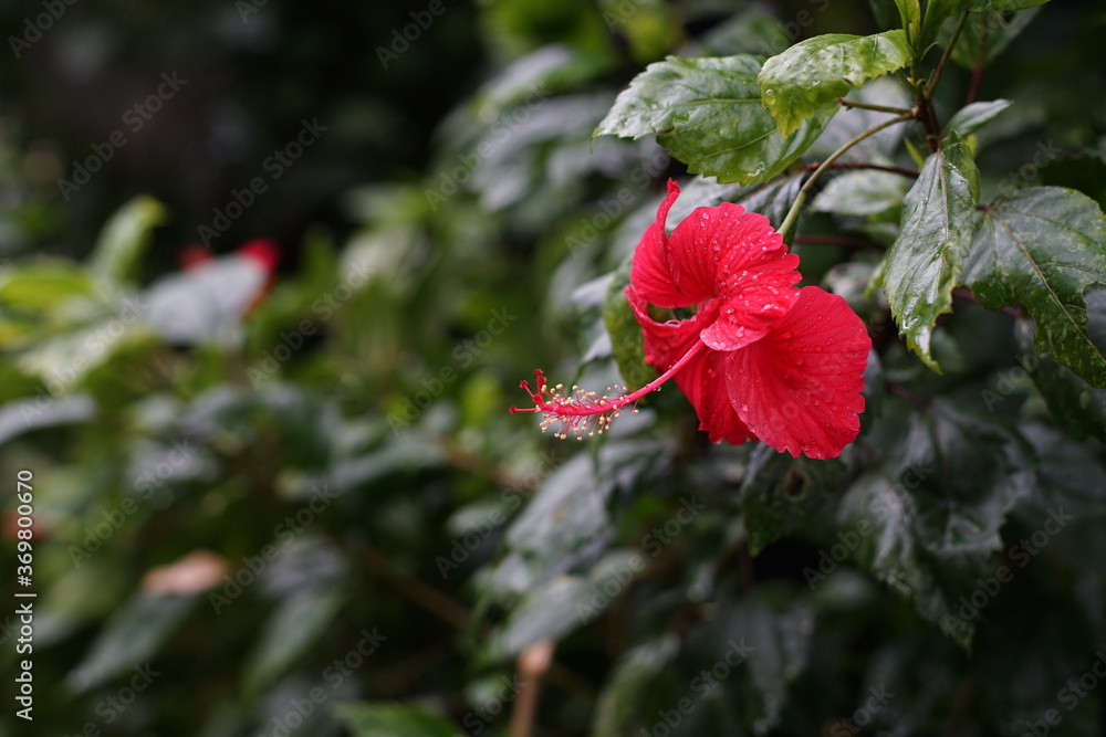 red flower in the garden