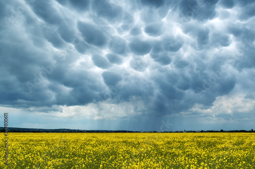 Yellow rape field on stormy sky with menacing mammatus clouds background. Climate change nature background photo