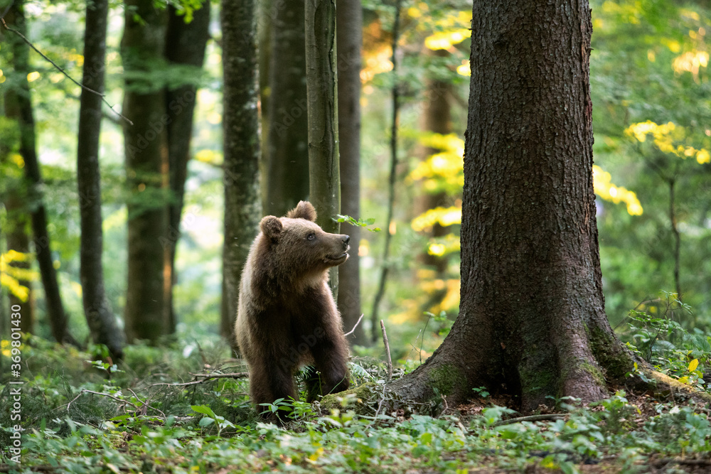 Brown bears in Slovenia. European wildlife nature. Walking in Slovenia. Bear in the forest. 