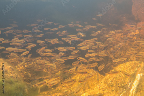 Fishes at source of the River Sao Francisco - Minas Gerais - Brazil