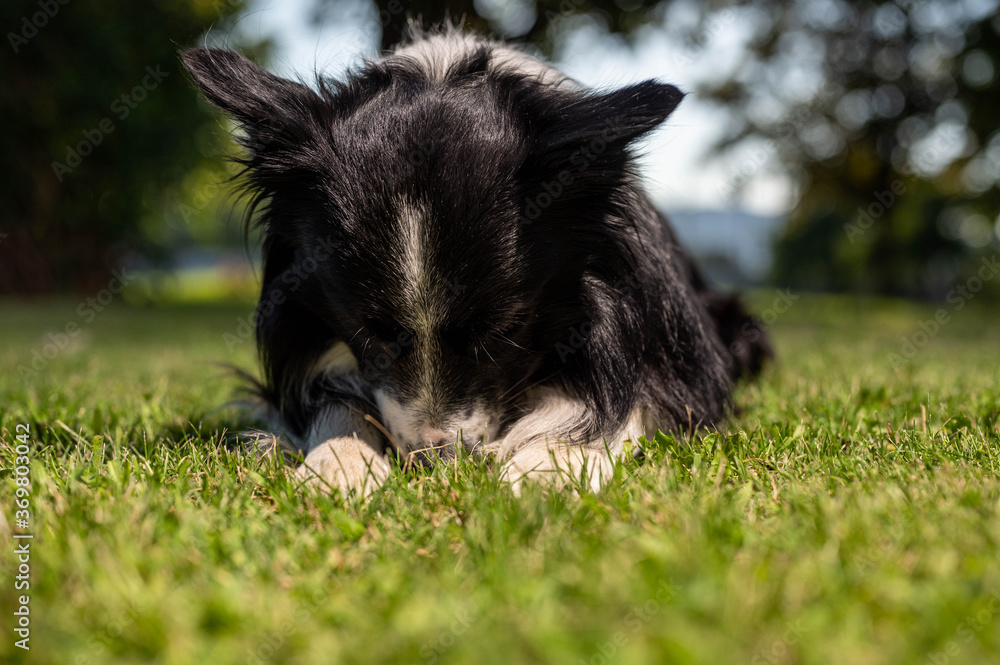 Fototapeta premium Hund schämt sich - Border Collie