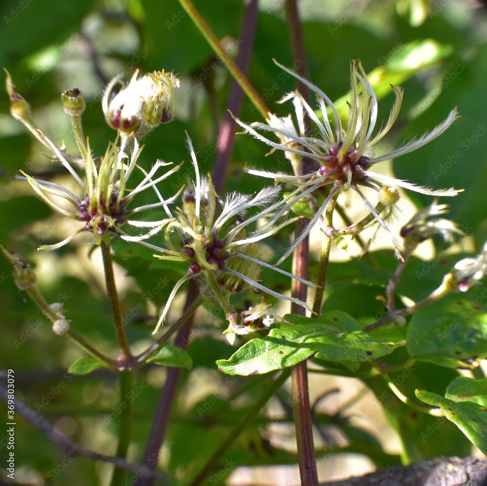 Clematis vitalba plant flowers also called Clamp. Clematis vitalba plant flowers also called Clamp.