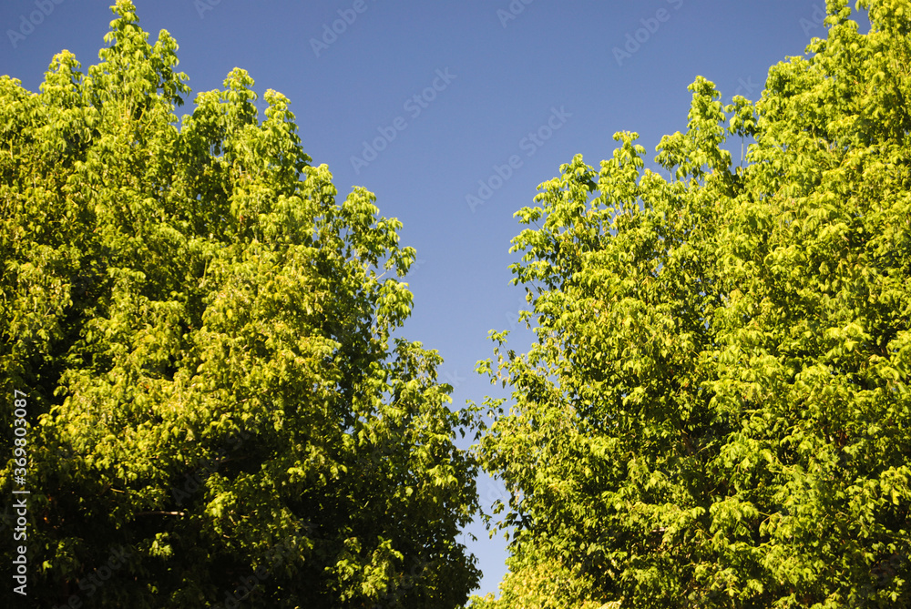 Duas copas de árvores com folhas em forma de V com o céu por trás Duas copas de árvores com folhas em forma de V com o céu por trás