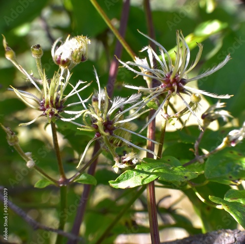 Clematis vitalba plant flowers also called Clamp.