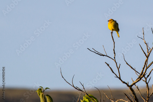 Bird from Serra da Canastra National Park - Minas Gerais - Brazil photo