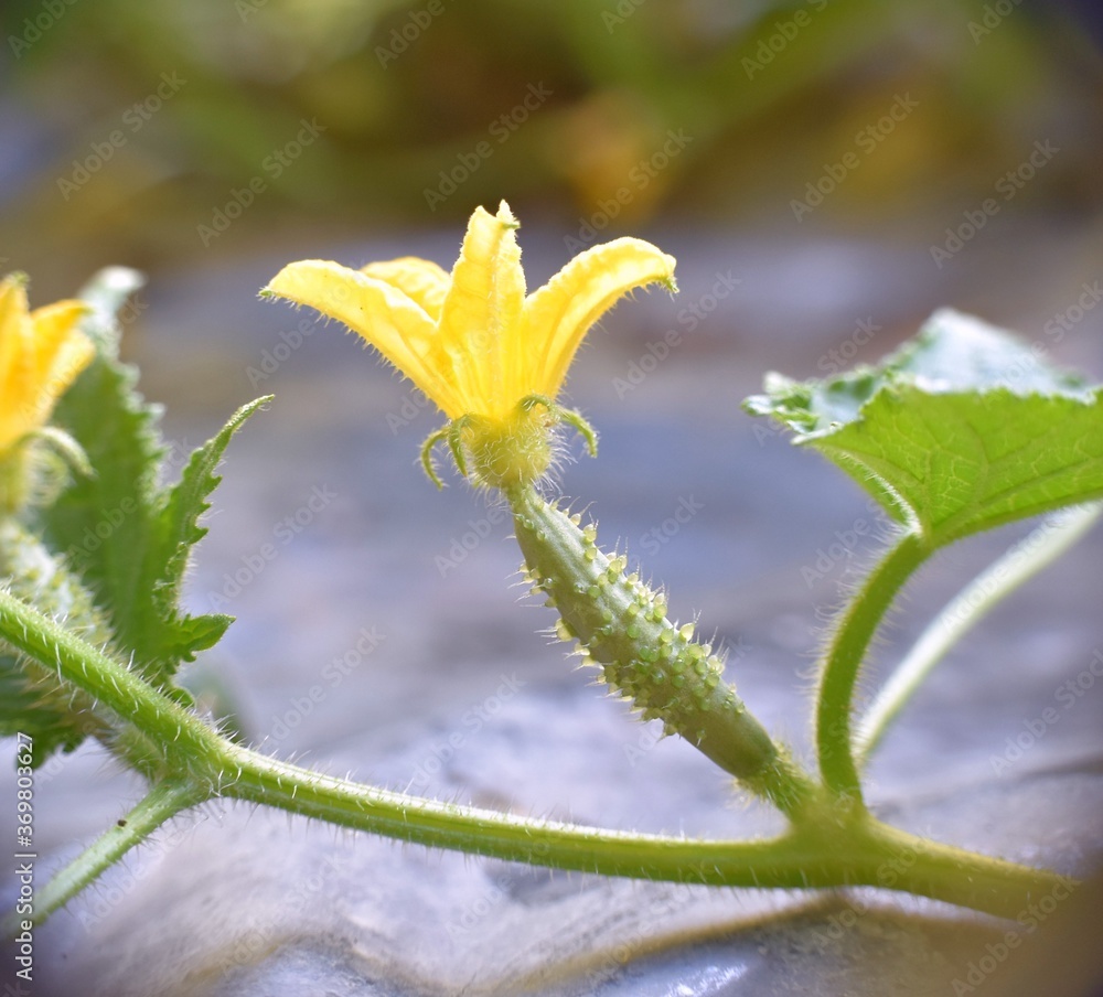 Side view of cucumber flower plant in vegetable garden with biopolymer plastic. Side view of cucumber flower plant in vegetable garden with biopolymer plastic.