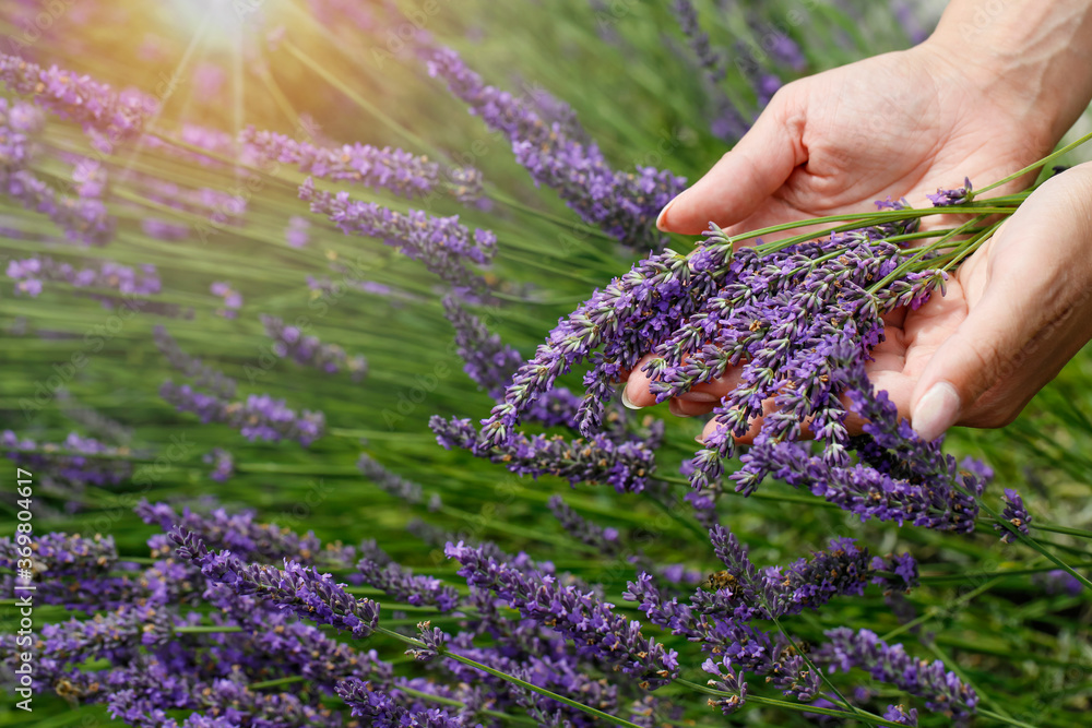 A young woman has freshly cut lavender flowers (Lavandula angustifolia) The flowers of lavender are beautiful purple colors. A young woman has freshly cut lavender flowers (Lavandula angustifolia) The flowers of lavender are beautiful purple colors.