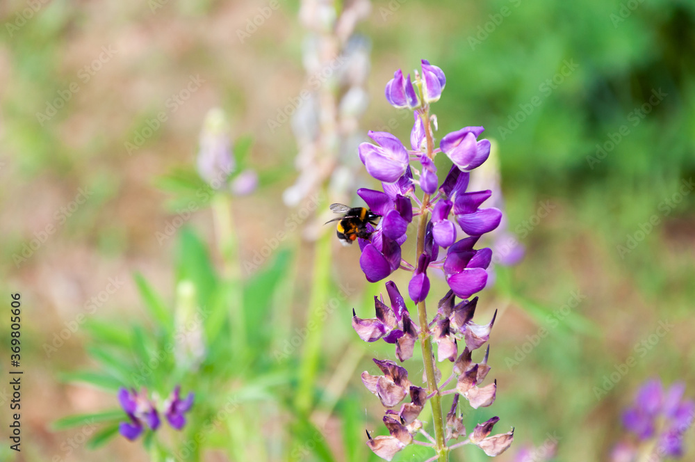 A lupin flower with a bumblebee sitting on it. Close up macro. A lupin flower with a bumblebee sitting on it. Close up macro.