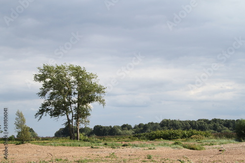 Tree in the field