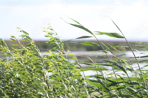 Green grass in the wind