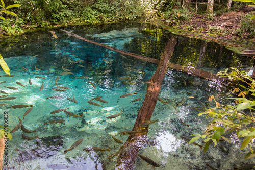 Source of the Salobra river with fishes piraputanga, piau, dourado and others - Nobres - MT - Brazil