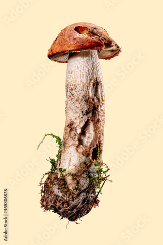 beautiful edible mushroom Leccinum on a yellow background