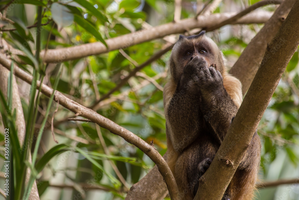 Fototapeta premium Macaco Prego - Sapajus gender - Mato Grosso - Brazil